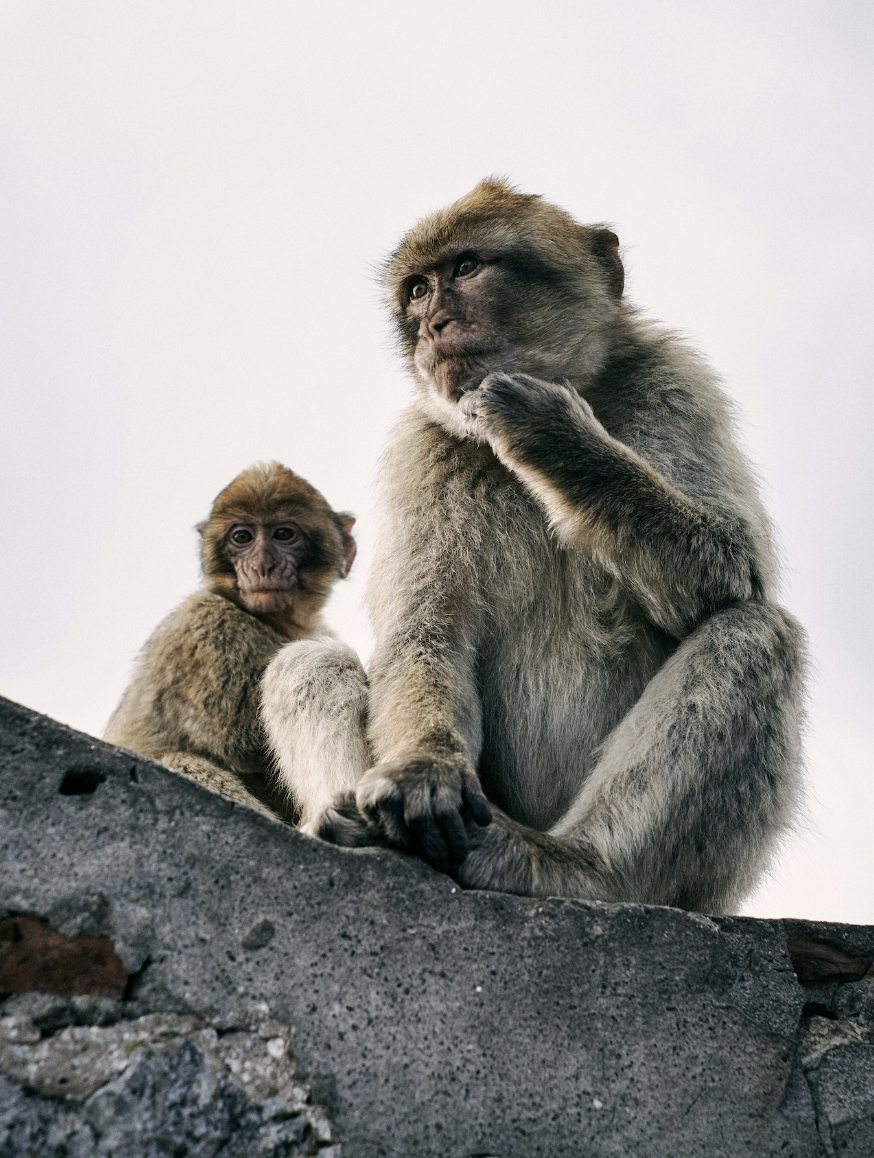 Design and deploy devices to deter monkeys from invading farms bordering conservancies 🇰🇪